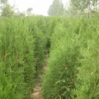 供應(yīng)側(cè)柏