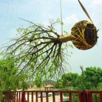 瀘州黃葛樹|成都黃葛樹|重慶黃葛樹|四川黃葛樹