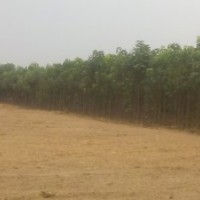 供應(yīng)楸樹，15893625044