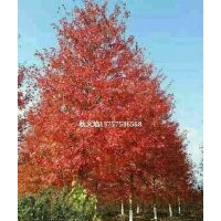 出售美國(guó)紅楓