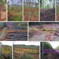 2016年大量供應(yīng)速生泡桐苗