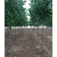 紅葉椿.絲棉木.107速生楊.毛白楊