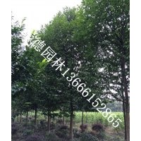 成都精品低價(jià)樂昌含笑