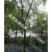 成都低價批發(fā)垂柳