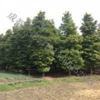 成都低價供應各種楨楠