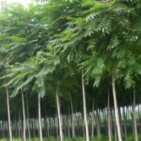 河北大地低價銷售-椿樹