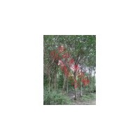 供應(yīng)高桿女貞 南京高桿女貞 高桿女貞批發(fā)價(jià)格