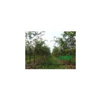 供應(yīng)櫸樹 南京櫸樹 櫸樹批發(fā)價格 櫸樹價格