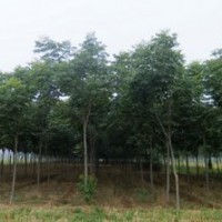 供應(yīng)北美楓香 南京北美楓香 北美楓香批發(fā)價格