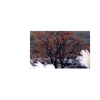 供應(yīng)柿子樹 南京柿子樹 柿子樹批發(fā)價格 柿子樹