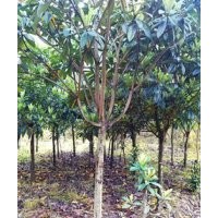 出售枇杷，桂花，香樟，大葉女貞，欒樹等各種綠化苗木