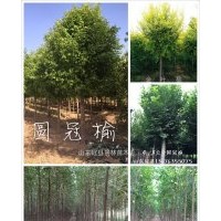 山東冠縣出售3-公分4公分，5公分，6公分，8公分，10公分金葉榆，