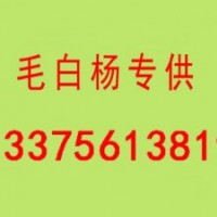 窄冠毛白楊