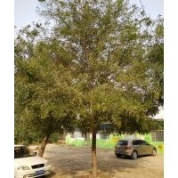 國槐 棗樹 白蠟大量常年供應(yīng)
