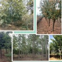 供青桐，流蘇，欒樹，黃櫨，黃山欒，五角楓，等