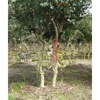 紫薇造型基地紫薇造型字紫薇造型價(jià)格崇德園林紫薇基地