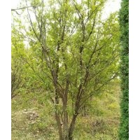 河南東潤(rùn)農(nóng)林開(kāi)發(fā)叢生花石榴基地，千畝苗木