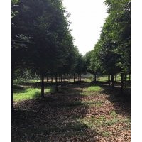 四川崇德園林八月桂基地 精品八月桂 買桂花到崇德園林