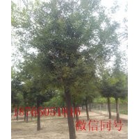 8公分國(guó)槐價(jià)格