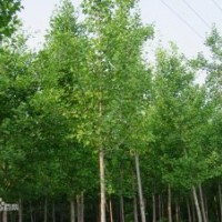 供應(yīng)絲棉木，3-8公分，原生