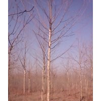 河北法桐 懸鈴木