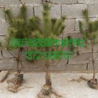 1.2油松苗基地 1.5米油松價(jià)格