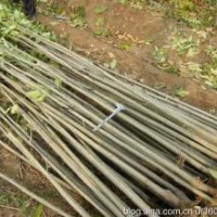 供應(yīng)國槐五角楓白蠟紅葉李