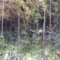 全部清場丹桂,羅漢松,八月桂