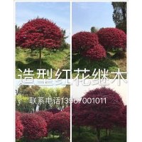 供應(yīng)紅豆樹、紅豆杉、香榧樹、竹柏、香樟、楊梅樹、香泡樹、樸樹