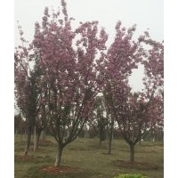 供應移栽櫻花、嫁接櫻花、日本櫻花、櫻花小苗