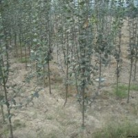 魯西北大型苗木基地，出售各種綠化苗木，我們?cè)谶@里，等著您來(lái)！