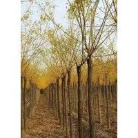 金枝槐河北金枝槐