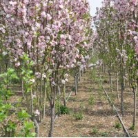 西府海棠河北西府海棠