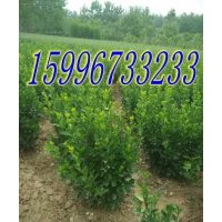 40公分大葉黃楊價(jià)格，大葉黃楊價(jià)格