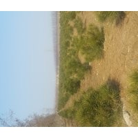 40-60公分白皮松