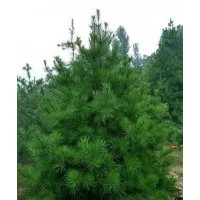 出售1.5-2米黑松