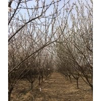 北京山桃綠化苗木