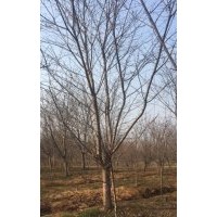 13到16公分櫻花，早晚櫻都有