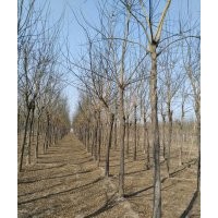 國槐（一級(jí)苗）