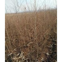 供應(yīng)梓樹（梧桐），遼寧靠山苗木