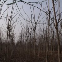 博野縣豐林苗圃場大量出售白皮臭椿