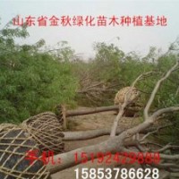 20公分國槐樹全冠價(jià)格