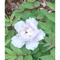 河南東潤(rùn)百畝油用牡丹基地