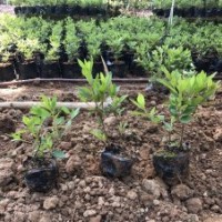 低價(jià)供應(yīng)毛杜鵑小苗中袋苗20-50cm袋苗