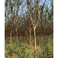 供應(yīng)小葉紅花紫薇1-6cm，價(jià)格便宜量大。