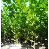 濟寧法桐及各種綠化苗木