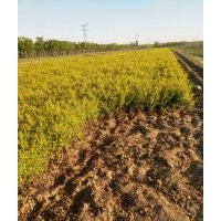 供應(yīng)金葉女貞