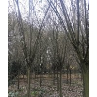 成都精品垂絲海棠