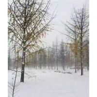 山東銀杏價(jià)格,興隆銀杏,山東銀杏價(jià)格