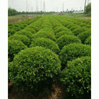 大量供應(yīng)瓜子黃楊球